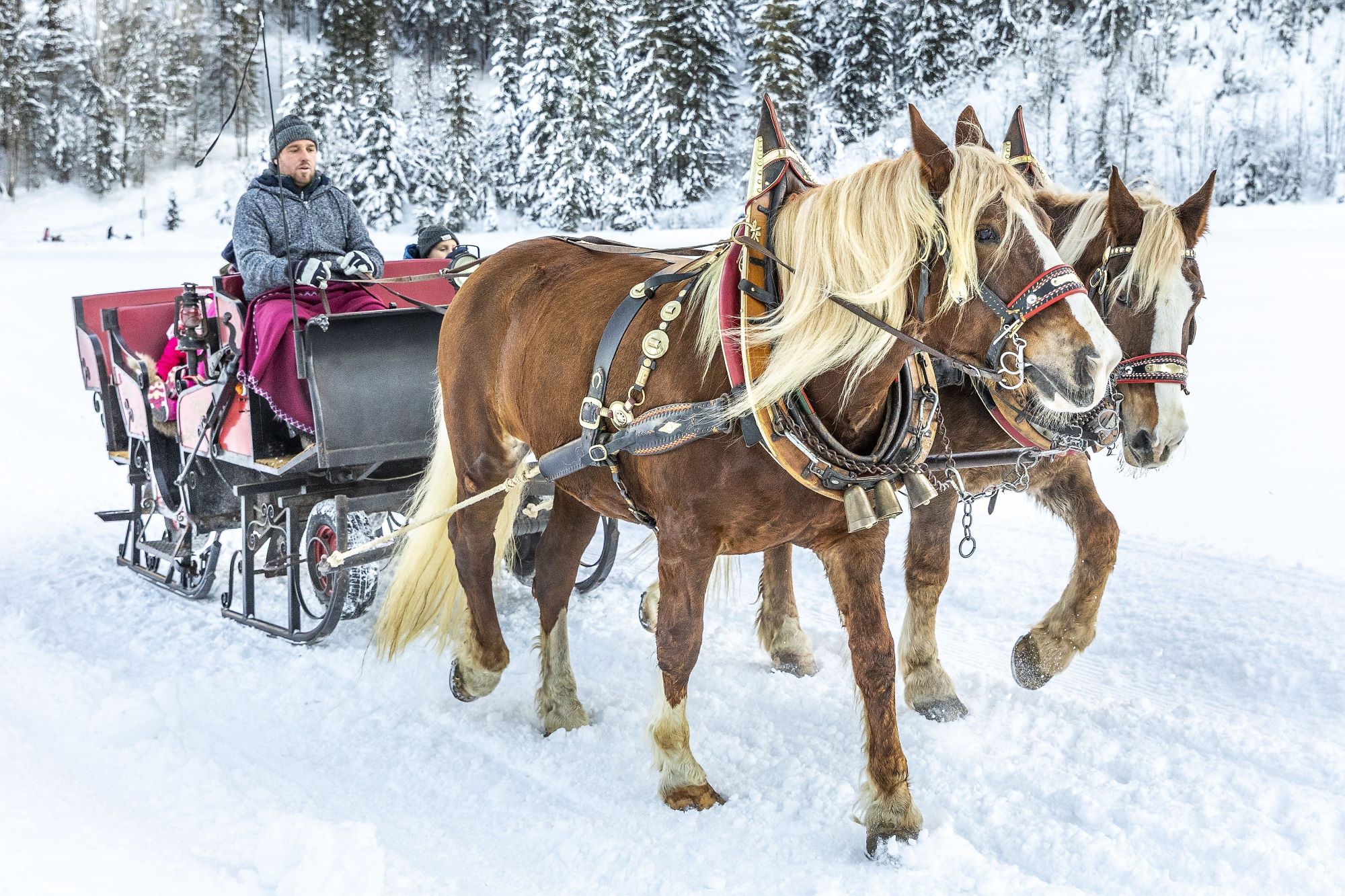 Pferdeschlittenfahrt im Winter in Flachau (c) Flachau Tourismus / Christian Fischbacher